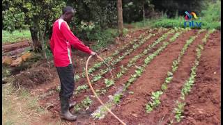 Muranga herbs farming raking in profitable returns for farmers [upl. by Ihcego]