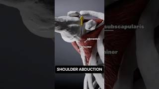 Shoulder Isometric exercises  Flexion extension abduction internal rotation external rotation [upl. by Ainolopa]