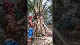 fruit subscribe quot its not a waste to plant the best palm oil😱  palmoil fypシ゚viral [upl. by Ati774]