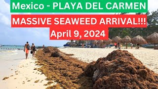 MASSIVE SEAWEED ARRIVAL in Mexican Caribbean Playa Del Carmen Update  APRIL 9 2024 seaweed [upl. by Atined]