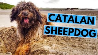 Catalan Sheepdog Breed  Facts and Information [upl. by Stoughton]