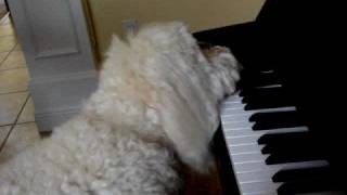 Dog Plays Piano  Elton Dog [upl. by Ynaffit]