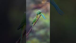 Roseringed Parakeet music instrumental love [upl. by Aerdied508]