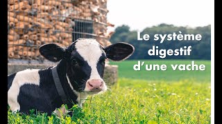 🐄 Le système digestif de la vache 🐄 [upl. by Cooperman]