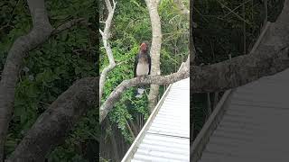 South African Red Billed Hornbill Regurgitating A Fruit Pip africanhornbill [upl. by Ahseenat422]