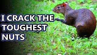 Agouti facts tougher than nuts  Animal Fact Files [upl. by Whittaker]