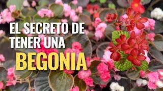 El secreto de tener una begonia [upl. by Laina847]