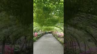 Laburnum Arch at Bodnant Gardens [upl. by Aiduan682]