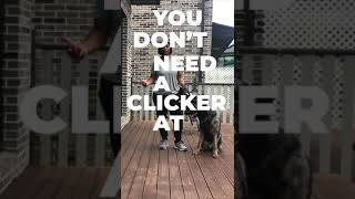 4 Easy Tips for Clicker Training Your Dog Shorts [upl. by Assenahs558]