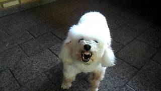 Poodle bravo Angry Poodle [upl. by Name]