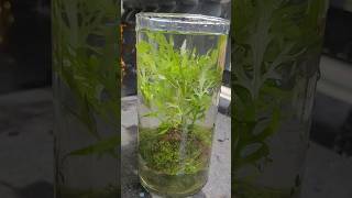 Beautiful water plant Hygrophila glass bottle pottingmix nice trending water plant good day [upl. by Ariec]