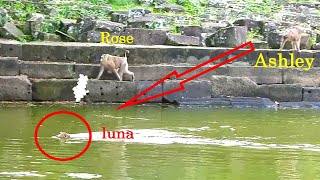 Rose and Ashley’s Wild Chase Keeping Luna from Escaping the Pool [upl. by Iruahs404]