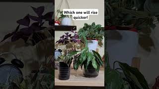 Which one will rise faster bottomwatering houseplant timelapse peacelily hypoestes calming [upl. by Slayton]