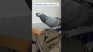 Parrot Rocky Called Mummy to See Cockroach 🦜😅 africangrey talkingparrot cuteparrot birds pets [upl. by Leontine739]