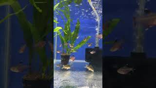 Planted Aquarium Fishes short shorts [upl. by Bennir948]