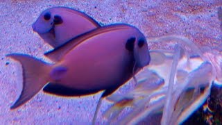 Cheapest food for Surgeonfish ᴴᴰ [upl. by Sylvester]