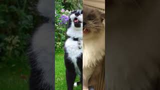 Pawsitively Adorable Pictures of Cats Caught Sneezing [upl. by Irihs]