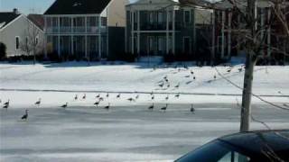 Geese Landing on Frozen Lake [upl. by Besse]