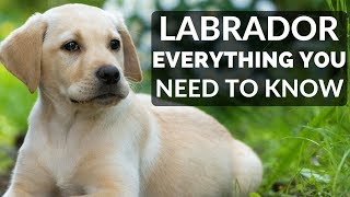 Labrador Retriever  Everything You Need To Know About Owning a Labrador Retriever Puppy [upl. by Akcinahs]