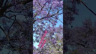 Jacaranda tree australia love australiancapital halloween travel sydneyview [upl. by Lajib]