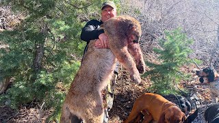 Huge Utah Mountain Lion Catch Clean Cook Dads Dream Hunt Complete [upl. by Keemahs]