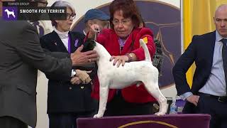 Fox Terriers Smooth  Breed Judging 2020 [upl. by Tombaugh]