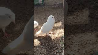 tamil anirudh song pigeon kabutri bird kabutar kabuthar music bgm [upl. by Candra]