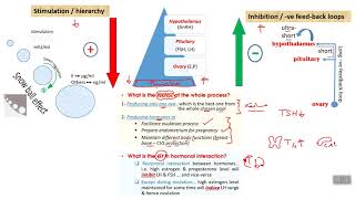 Physiology 2 HPO axis [upl. by Ardnekat]