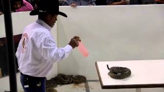 Sweetwater Rattlesnake Roundup2013 [upl. by Flagler]