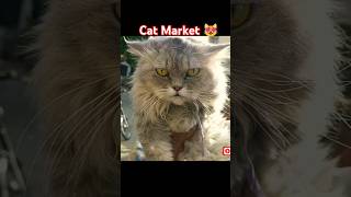 Pakistan Cat Market😻 cat youtubeshorts cute cats shorts babapetsinfo pets music [upl. by Terrel934]