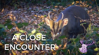 MUNTJAC BUCK CALLING A CLOSE ENCOUNTER [upl. by Eseyt]