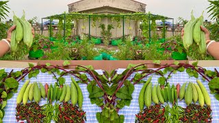 Massive Harvesting Of Pure Organic Vegetables From My Terrace  Harvesting Organic Vegetables [upl. by Letha]