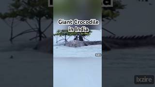 Giant Crocodile in India [upl. by Lenrow]