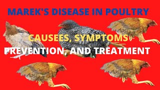 Mareks Disease in Poultry How To treat Mareks Disease [upl. by Enailuj]