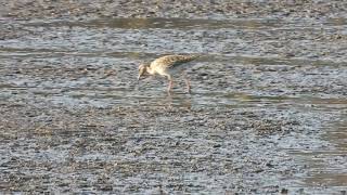 Jespák bojovný Calidris pugnax [upl. by Shuler]