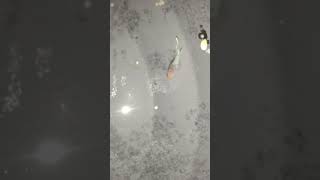 betta breeding 😞😢☹️ fish foryou fishtank fishing fishesvideo bettafish betta tank betta [upl. by Welbie134]