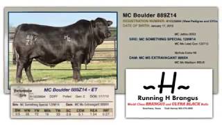 Running H Brangus Bulls For Sale 2019 540 [upl. by Embry]