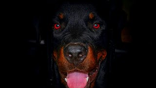 3 TIPOS DIFERENTES DE ROTTWEILERS [upl. by Strade]