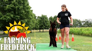 Farming Frederick Alpaca Obstacle Course [upl. by Margi]