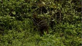 Indian Spotted Chevrotain Moschiola indica [upl. by Cassandry]