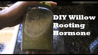 How to Make Organic Natural Willow Rooting Hormone For Propagating SIMPLE EZ [upl. by Atteuqihc]