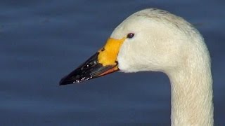 Bewicks Swans  201502  tewbirds  WWT Slimbridge [upl. by Ahsilahk]