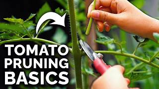 How to Prune Tomatoes for Maximum Yield and Plant Health [upl. by Aneis]