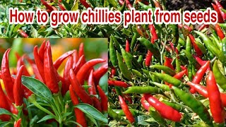 How to grow chilies plant from seeds  Growing Chilies peppers from seeds Beginning till harvest [upl. by Jandel]