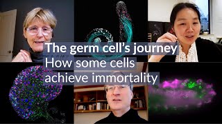 The germ cells journey How some cells achieve immortality [upl. by Gotthard]