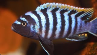 African Cichlid Species  Cynotilapia afra quotRed Top Dwarfquot Hai Reef Male and Female [upl. by Zelda]