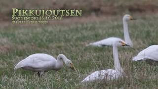 Bewicks swan with Whooper Swans  Cygne de Bewick et des Cygnes chanteur [upl. by Mattah123]