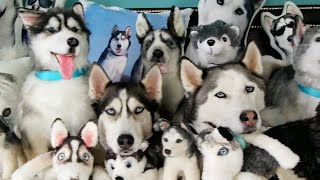 FUNNIEST Husky Compilation Video 😍 30 Minutes 🦴 [upl. by Xel302]