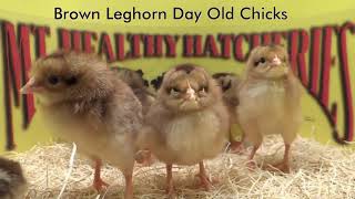 Mt Healthy Hatcheries Brown leghorns [upl. by Lamraj]