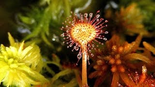 Na bagnach Rosiczka okrągłolistna  Drosera rotundifolia [upl. by Acebber]